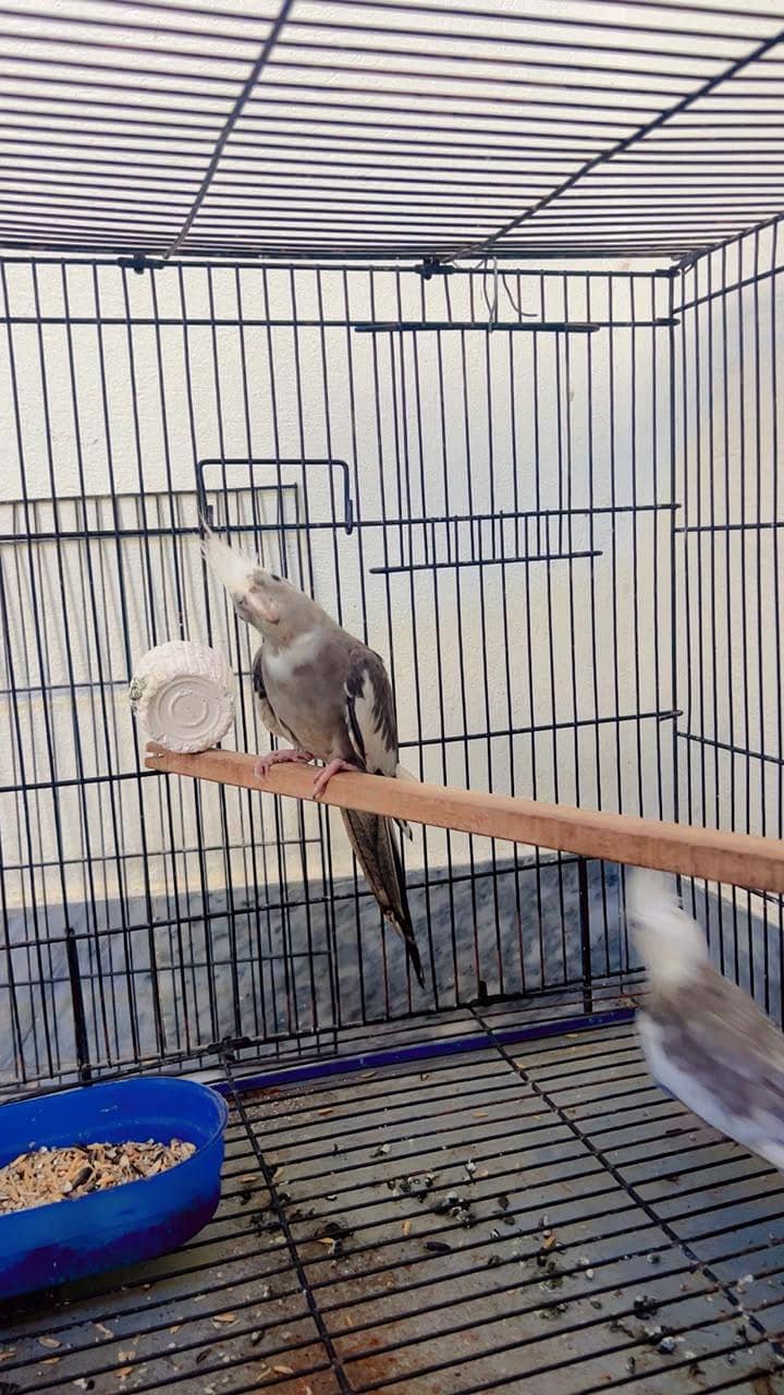 parrot 5