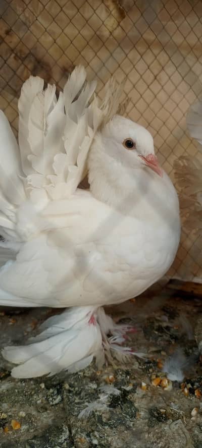 American fantail jambo size ready for breed urgent sale