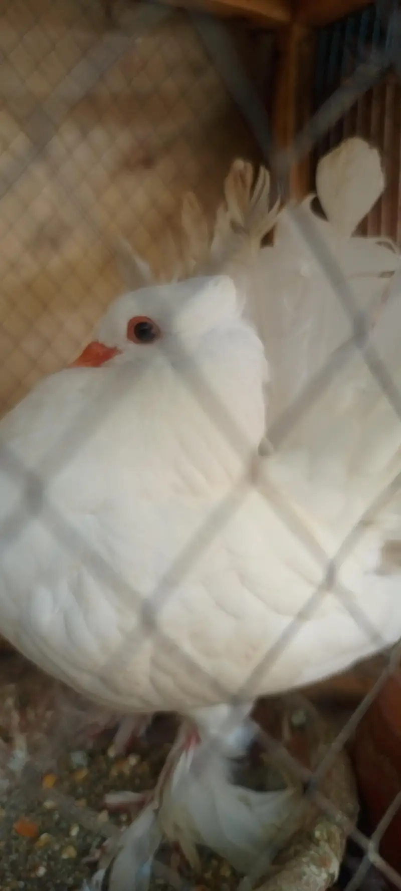 American fantail jambo size ready for breed urgent sale — photo 2