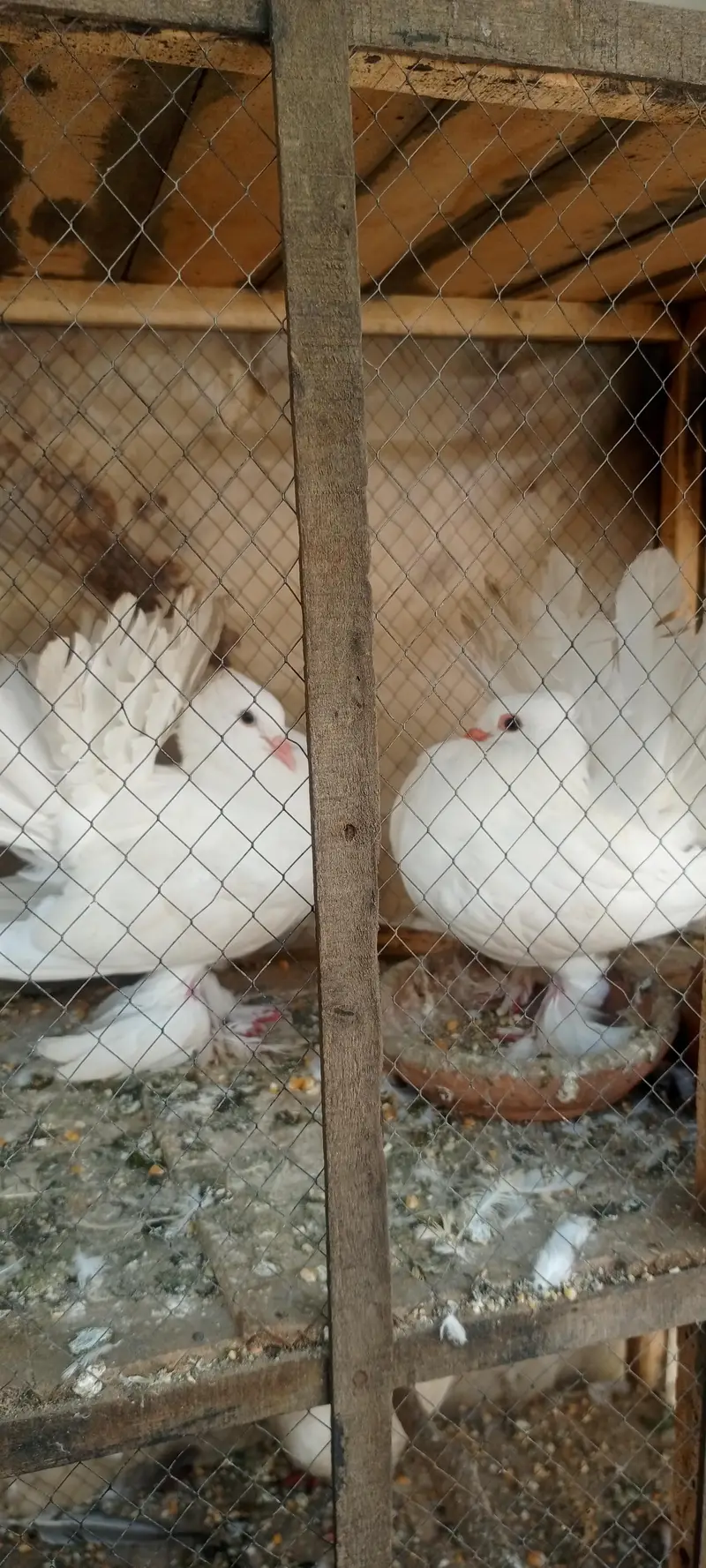 American fantail jambo size ready for breed urgent sale — photo 3