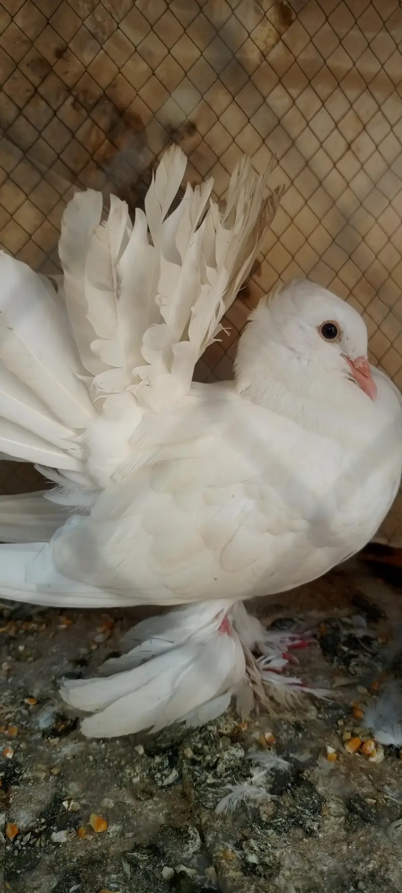 American fantail jambo size ready for breed urgent sale — photo 4