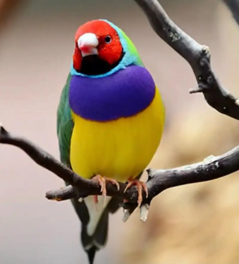 Gouldian finches all colors |Colorful finches|All mutations|chicks