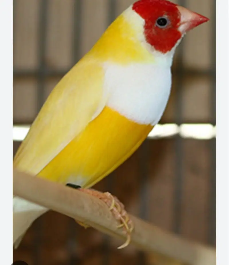 Gouldian finches all colors |Colorful finches|All mutations|chicks — photo 2