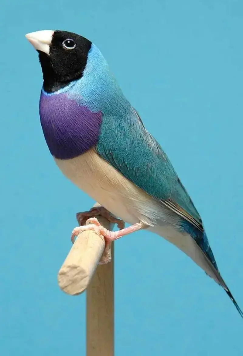Gouldian finches all colors |Colorful finches|All mutations|chicks — photo 3