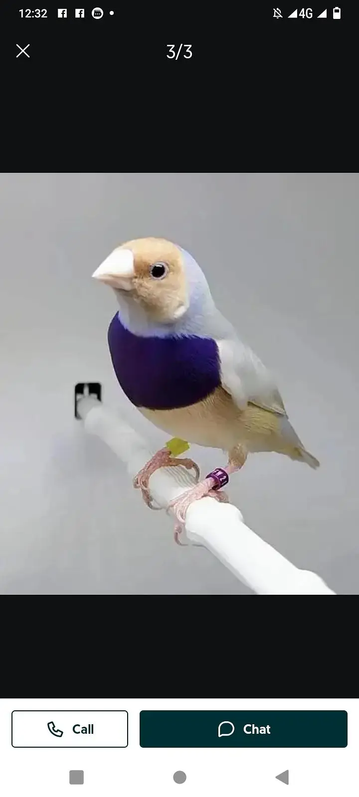 Gouldian finches all colors |Colorful finches|All mutations|chicks — photo 4