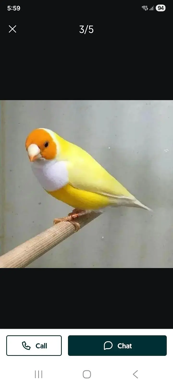 Gouldian finches all colors |Colorful finches|All mutations|chicks — photo 5