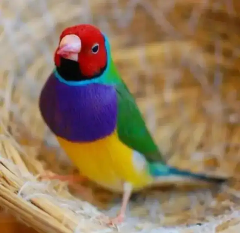 Gouldian finches all colors |Colorful finches|All mutations|chicks — photo 6