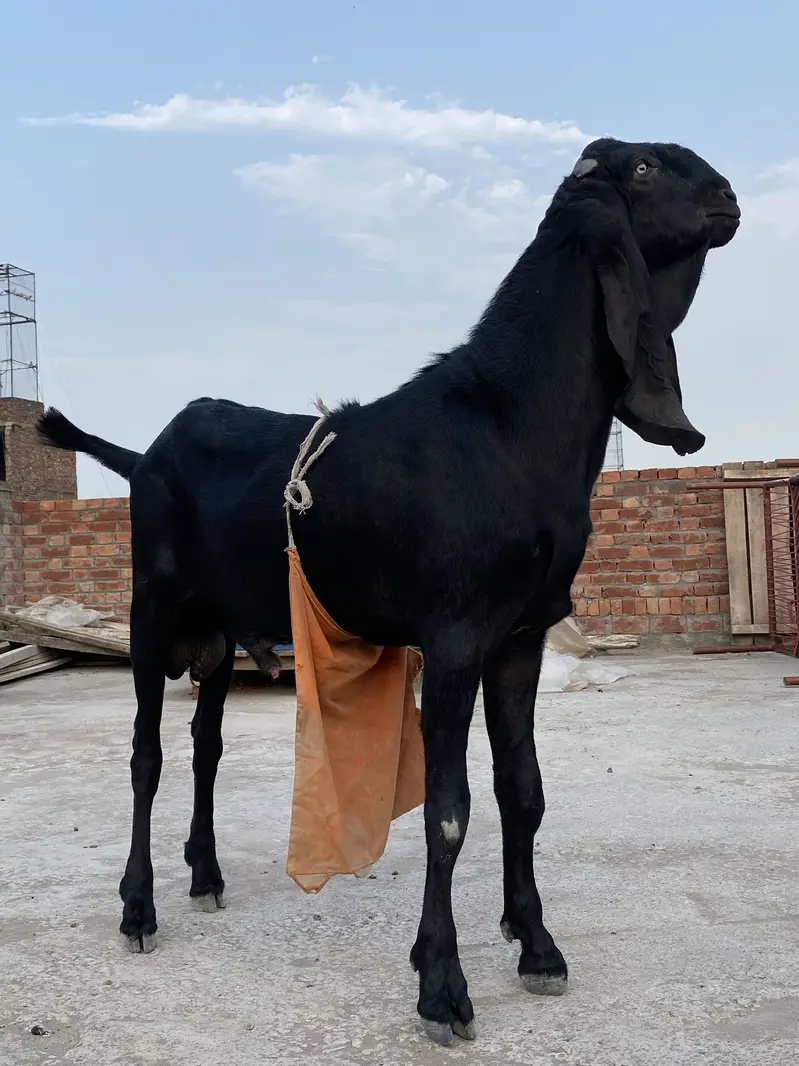 Beautiful bakra for sell