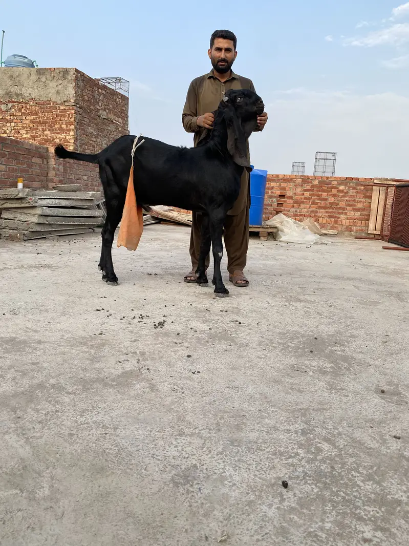 Beautiful bakra for sell — photo 6