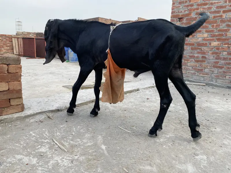Beautiful bakra for sell — photo 7