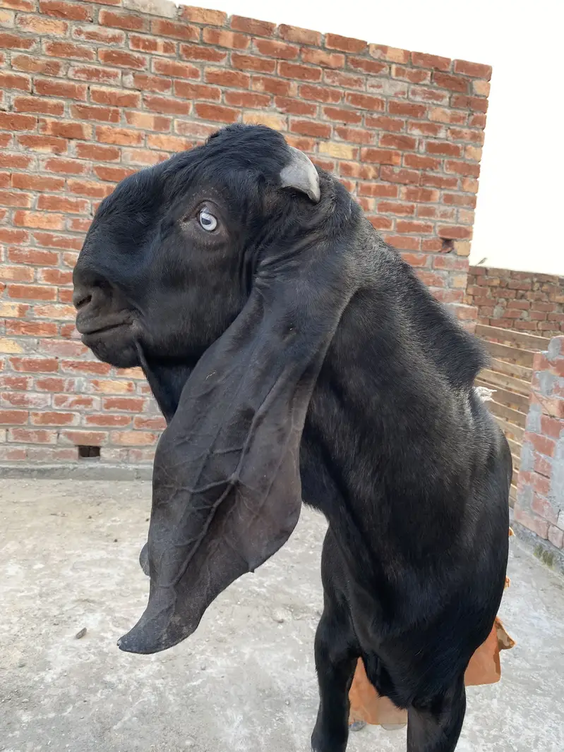 Beautiful bakra for sell — photo 8