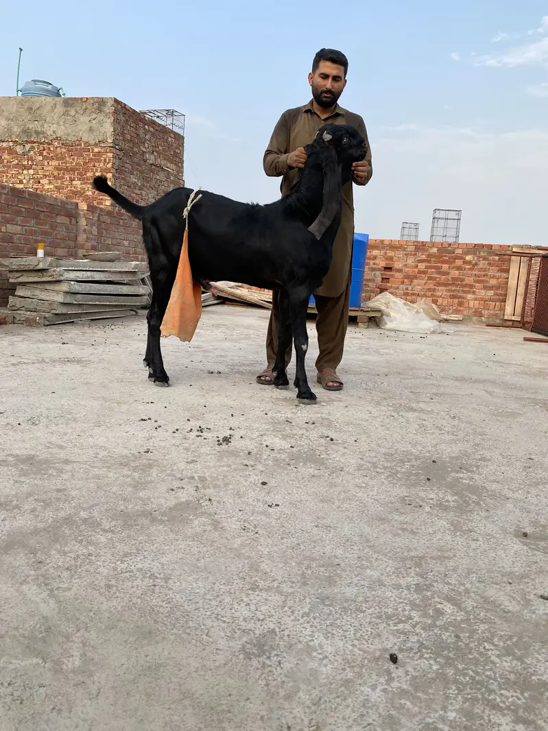 Beautiful bakra for sell — photo 9