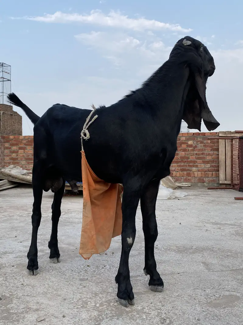 Beautiful bakra for sell — photo 10