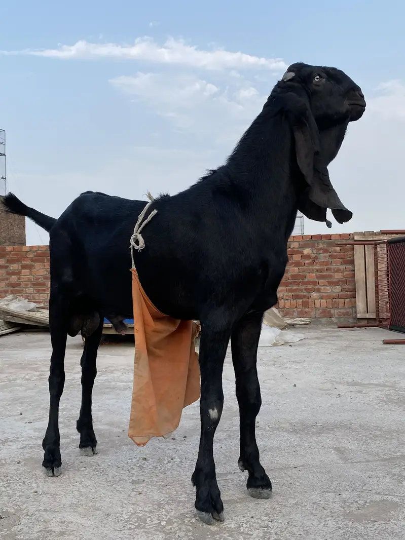 Beautiful bakra for sell — photo 11