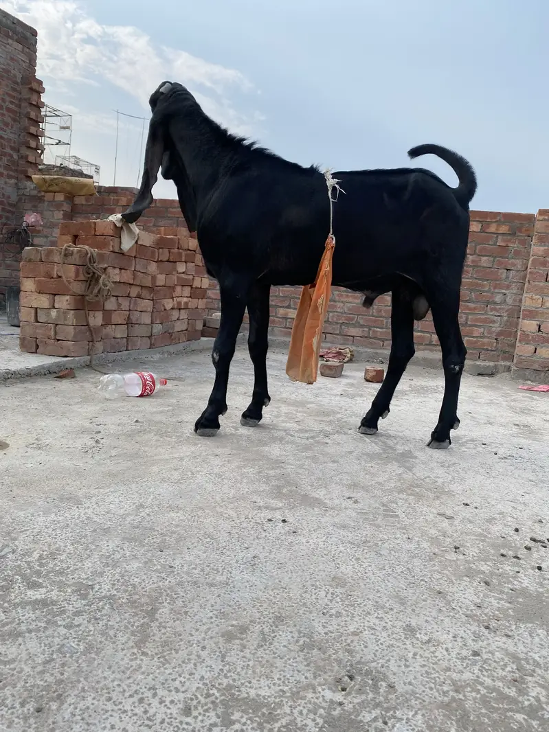 Beautiful bakra for sell — photo 12