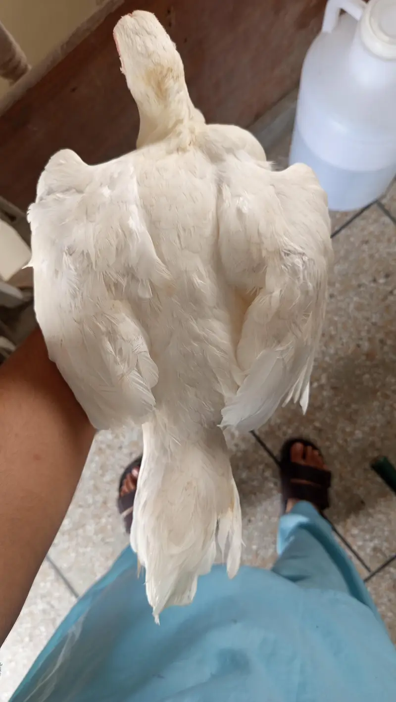 heera aseel female — photo 2