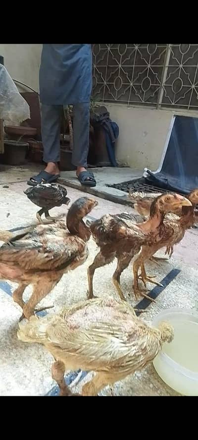 heera and japanese shamoo cross aseel pathy aur pathi