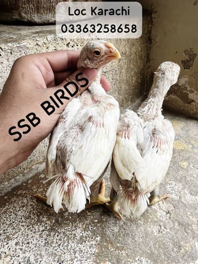 Indian Parrot Beak Long Tail Turtle eyes  100% garenty Original breed