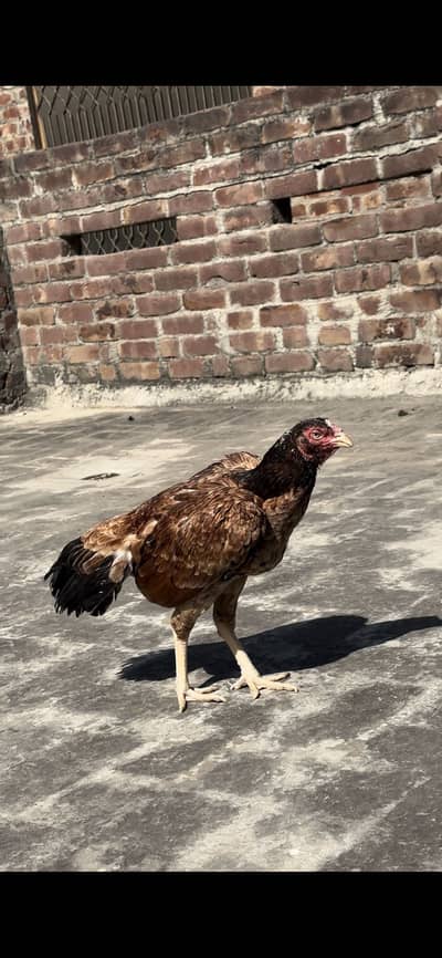 Pakistani high quality madi for sale urgent location gujranwala dlvry