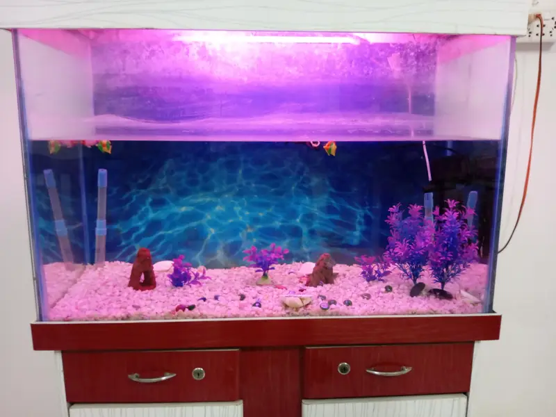 FISH EQURIUM FOR SALE — photo 2