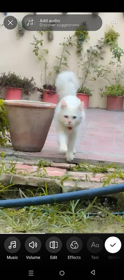 white Persian Blue eyes