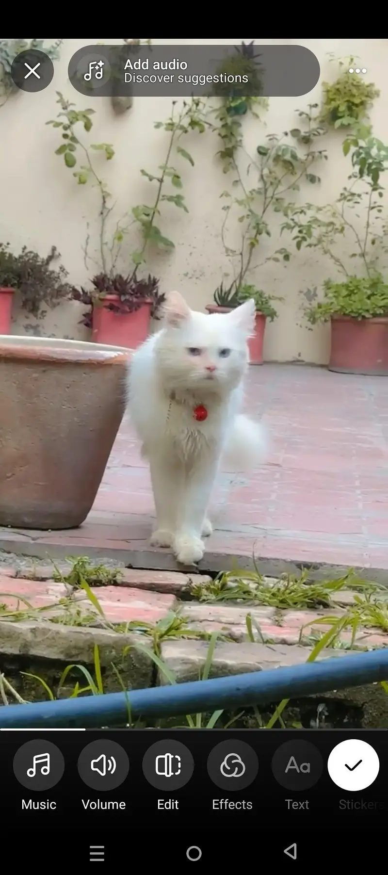 white Persian Blue eyes — photo 2