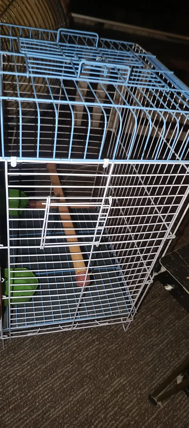 Parrot Cage — photo 4