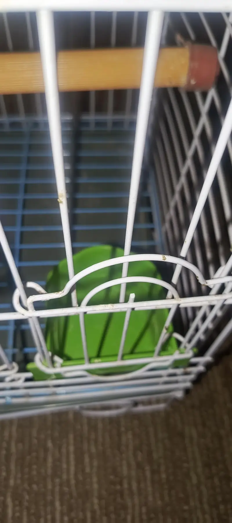 Parrot Cage — photo 6