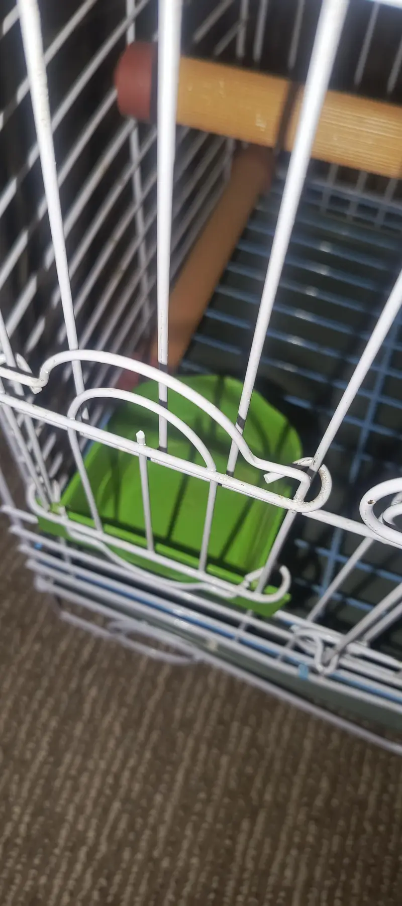 Parrot Cage — photo 9