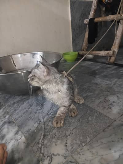 very paly full cat