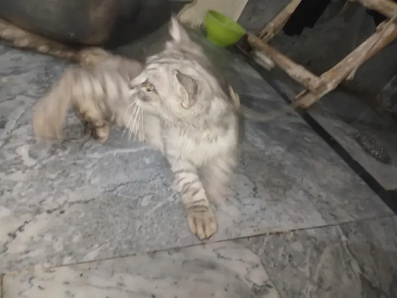 very paly full cat — photo 2