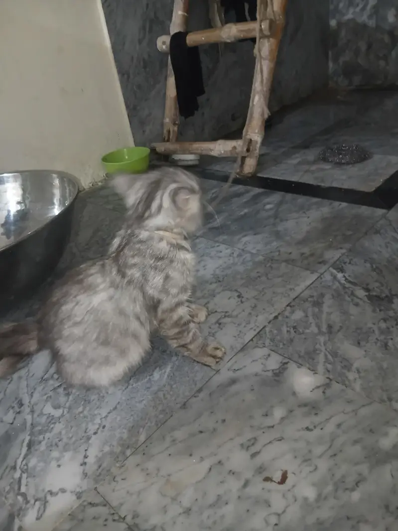 very paly full cat — photo 3