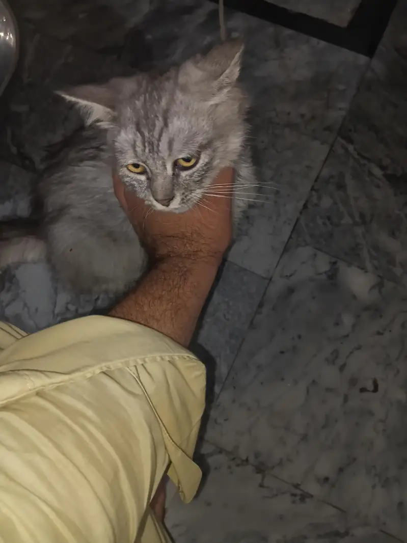 very paly full cat — photo 4