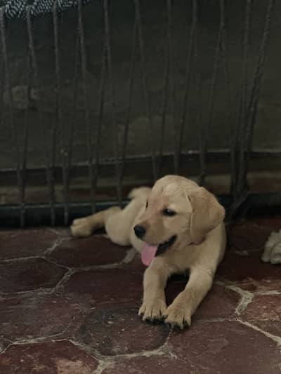 Lab Puppy for Sale