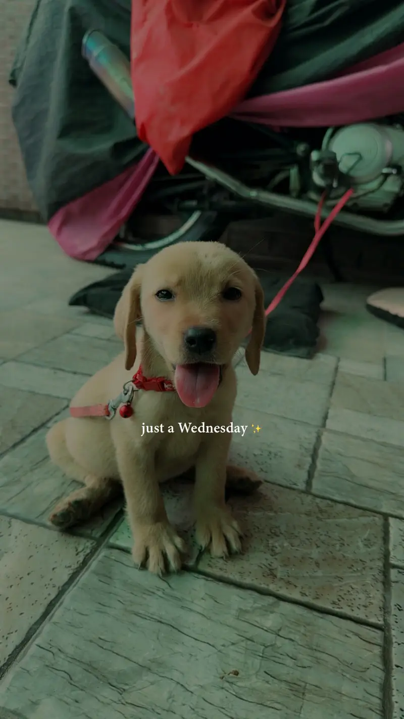 Lab Puppy for Sale — photo 2