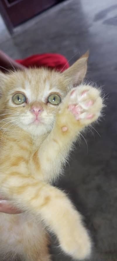 cat for sale