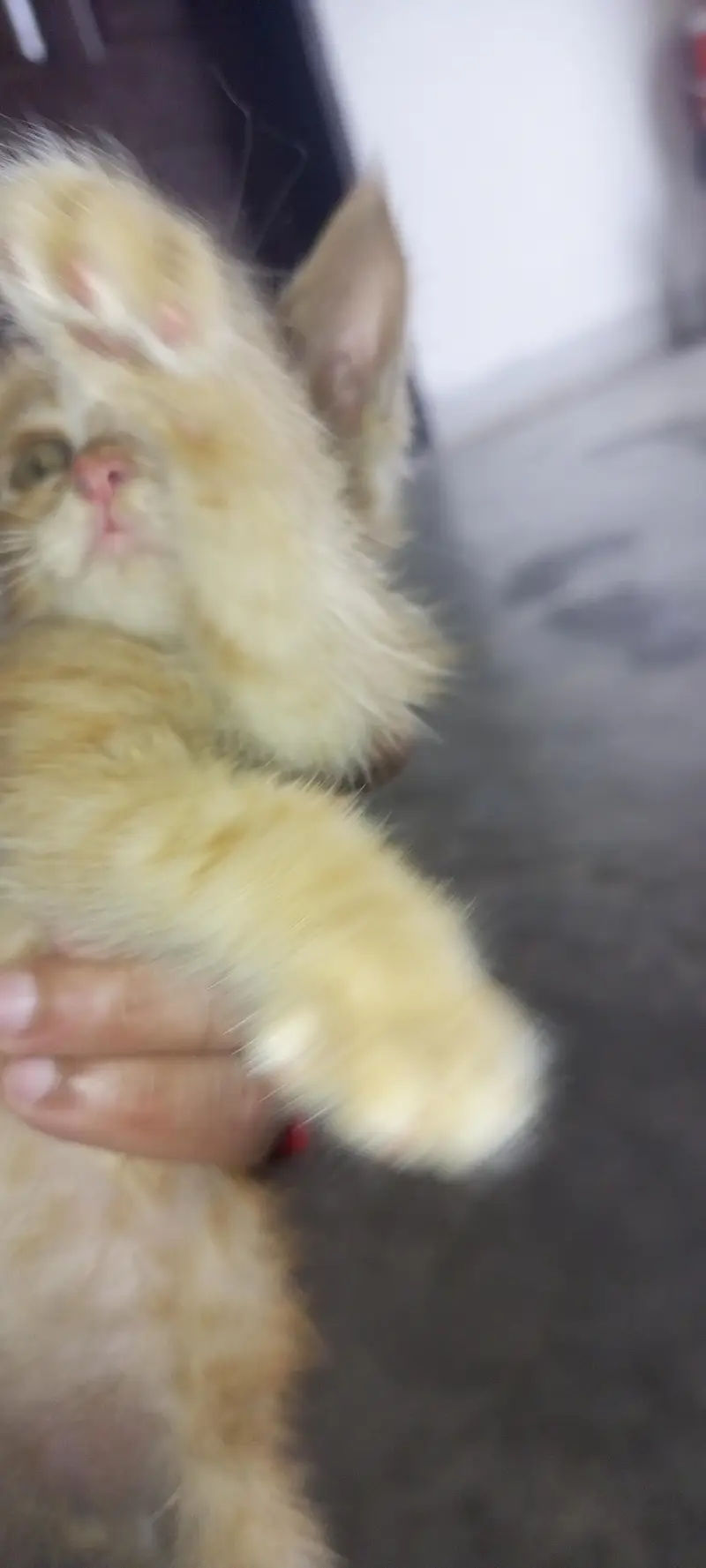 cat for sale — photo 2