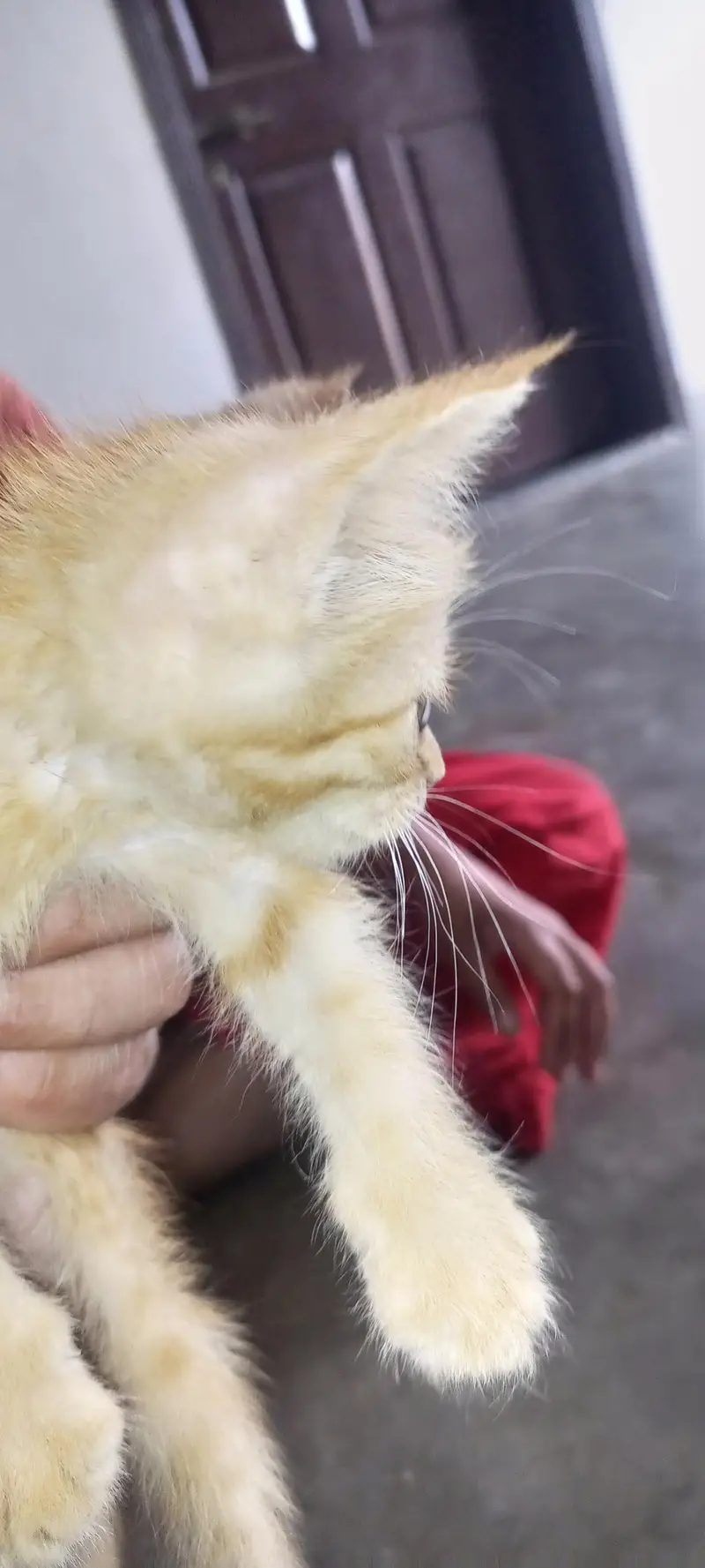 cat for sale — photo 3