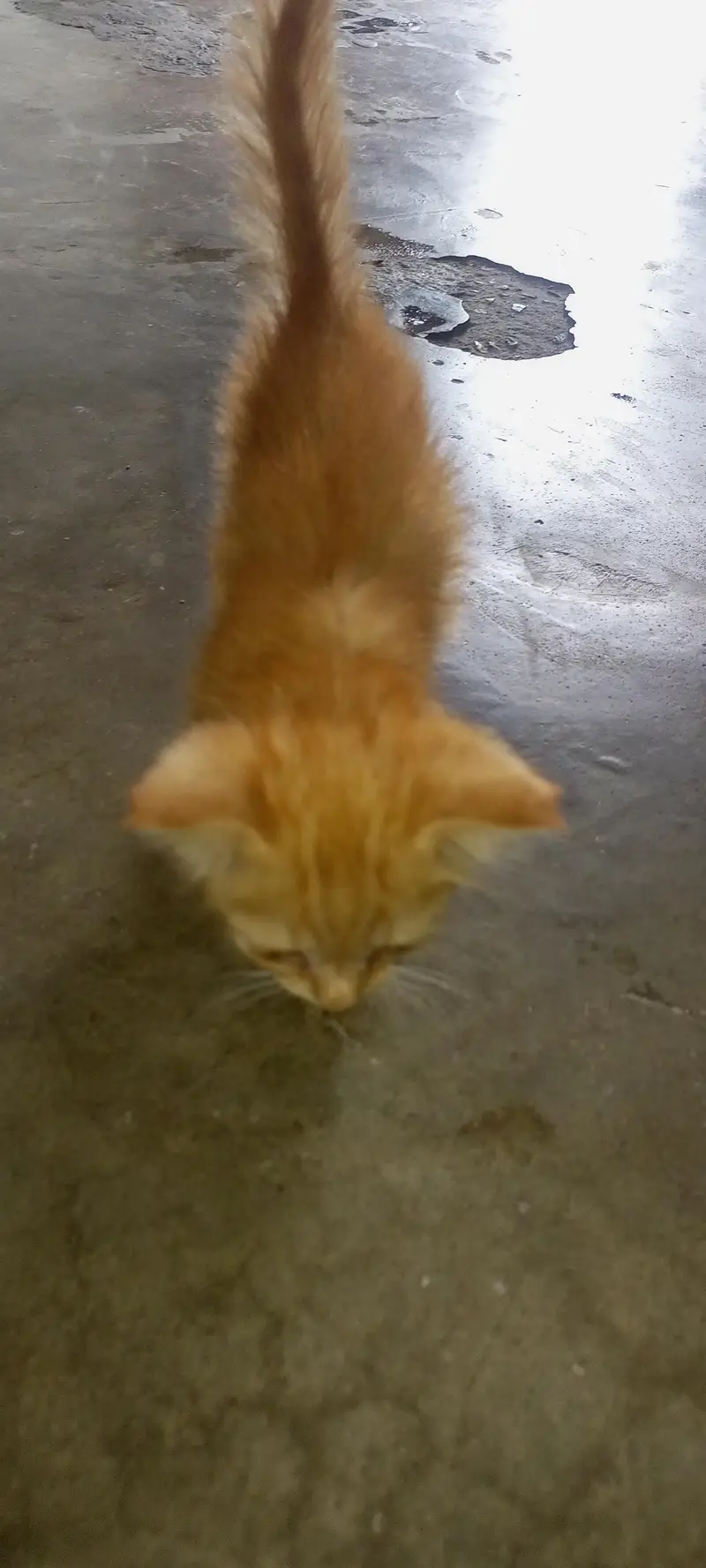cat for sale — photo 4
