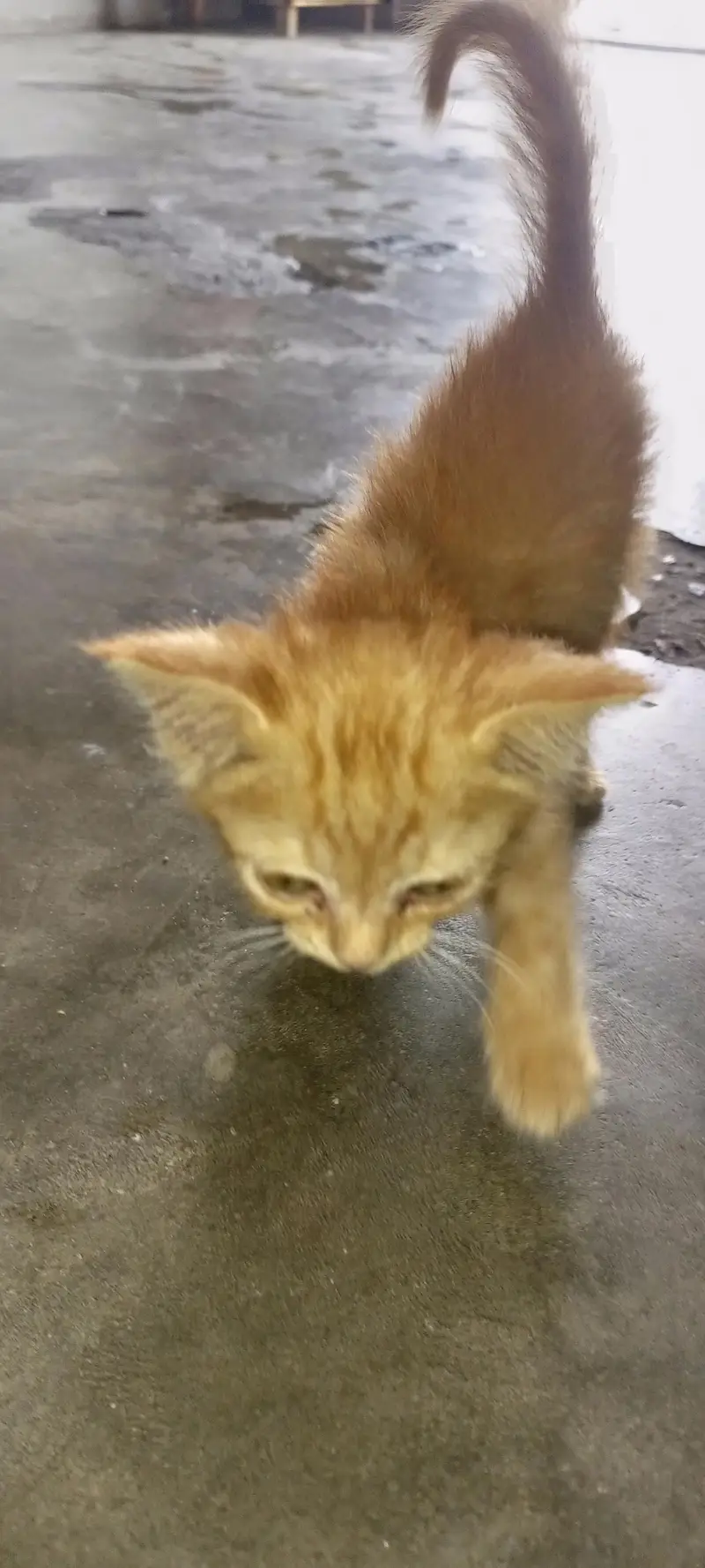 cat for sale — photo 5