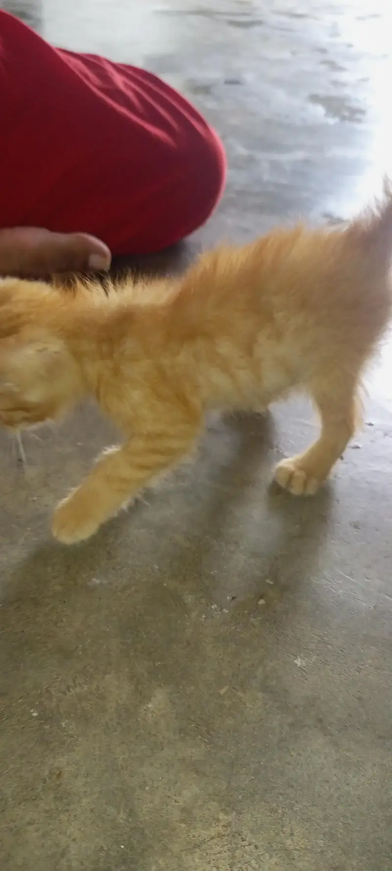 cat for sale — photo 6