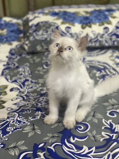 Persian kitten/Triple coated/03187020013/Himalayan kitten/blue eyes