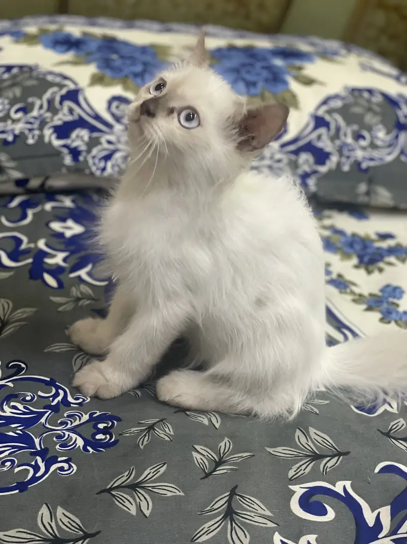 Persian kitten/Triple coated/03187020013/Himalayan kitten/blue eyes — photo 2