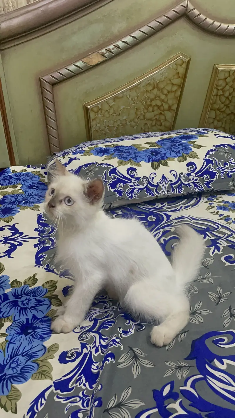 Persian kitten/Triple coated/03187020013/Himalayan kitten/blue eyes — photo 4