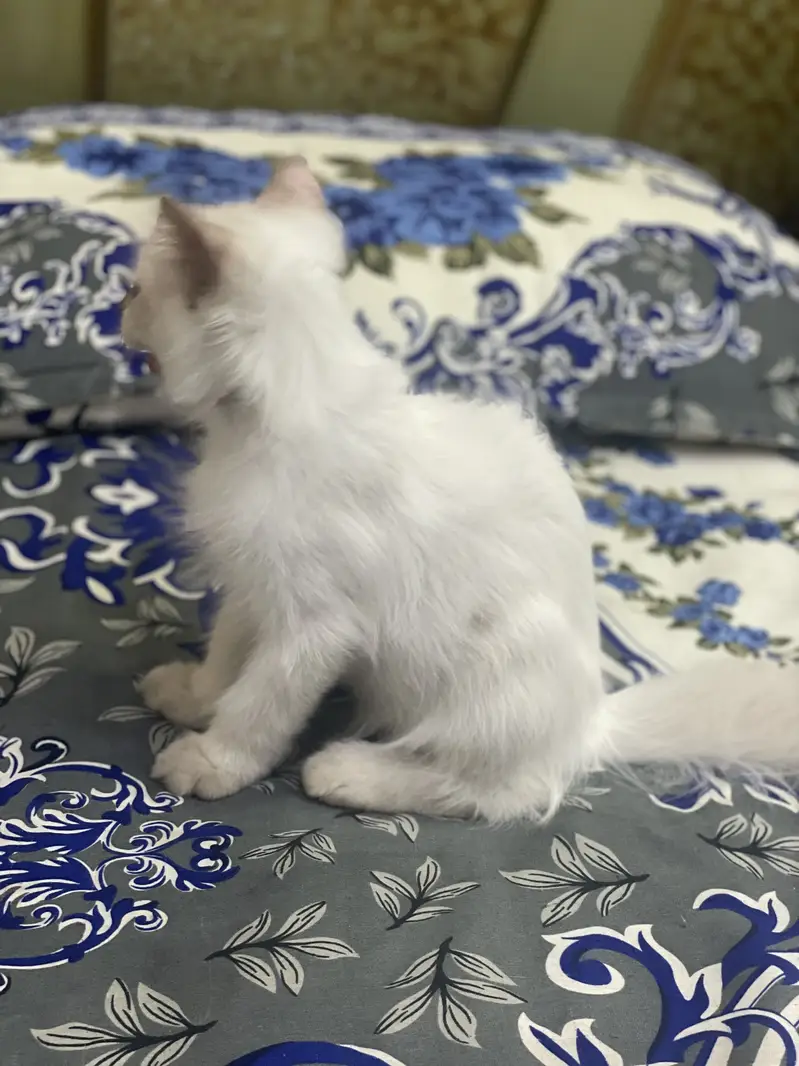 Persian kitten/Triple coated/03187020013/Himalayan kitten/blue eyes — photo 5