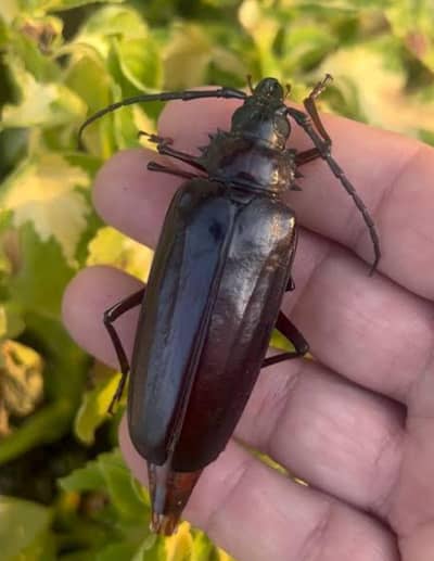 Longhorn Beetle