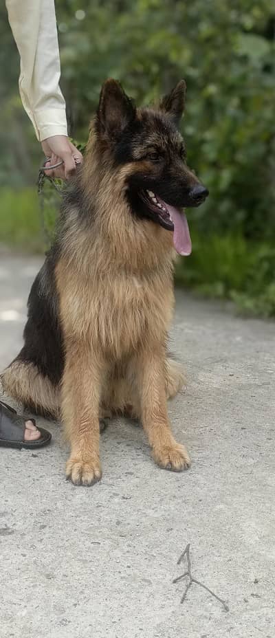 triple coat German Shepherd from Germany