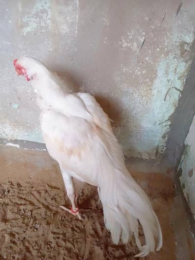 Mashallah heera Aseel For Sell