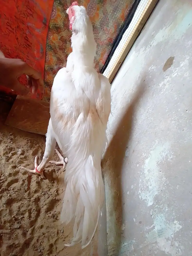 Mashallah heera Aseel For Sell — photo 2
