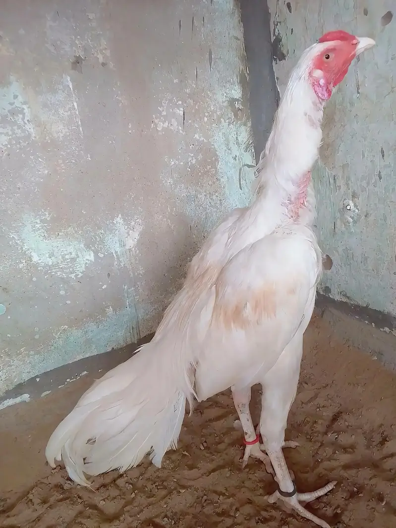 Mashallah heera Aseel For Sell — photo 3